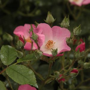 Pоза Баллерина - розов - парк – храст роза